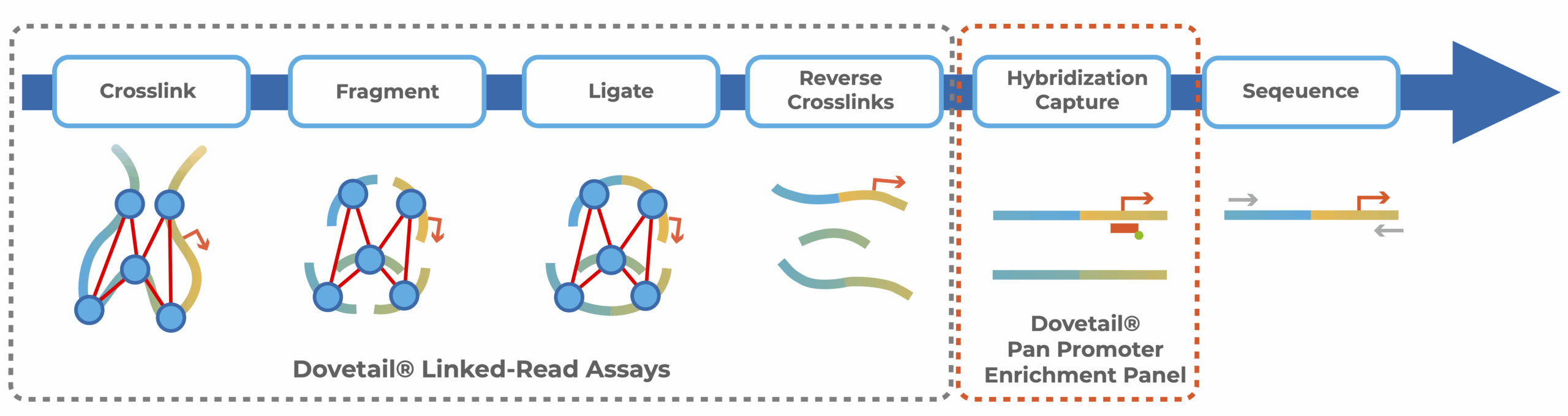 Linked read assays